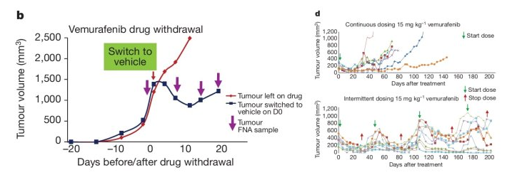 Vemurafenib_Drug_Resistance_Rationale.png