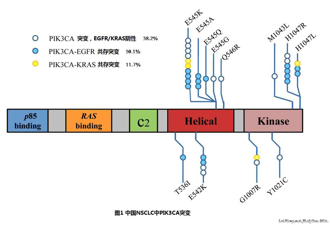 NSCLC的PIK3CA突变1.jpg